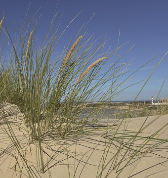 La Baie d'Authie et les Phoques