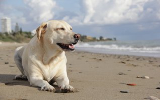 Après-midi décontractée " toutous dans le sable"
