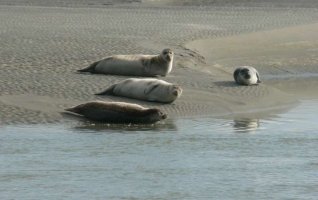 Sortie nature "Balade découverte des phoques gris et veaux-marins et des oiseaux du littoral"