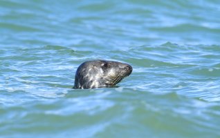 Baie d'Authie - Les phoques