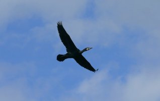 Sortie Eden62 - Dunes de Berck - Les oiseaux des plans d’eau