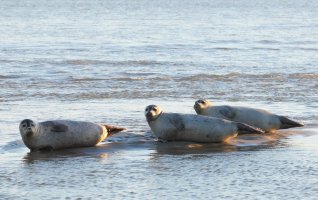 Sortie Eden62 - Baie d’Authie - Les phoques