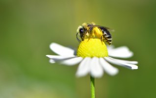 Baie d'Authie – Des petites bêtes au grand rôle