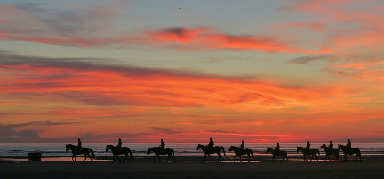 cheval coucher soleil
