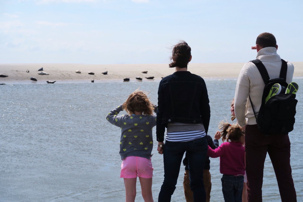 famille phoques baie