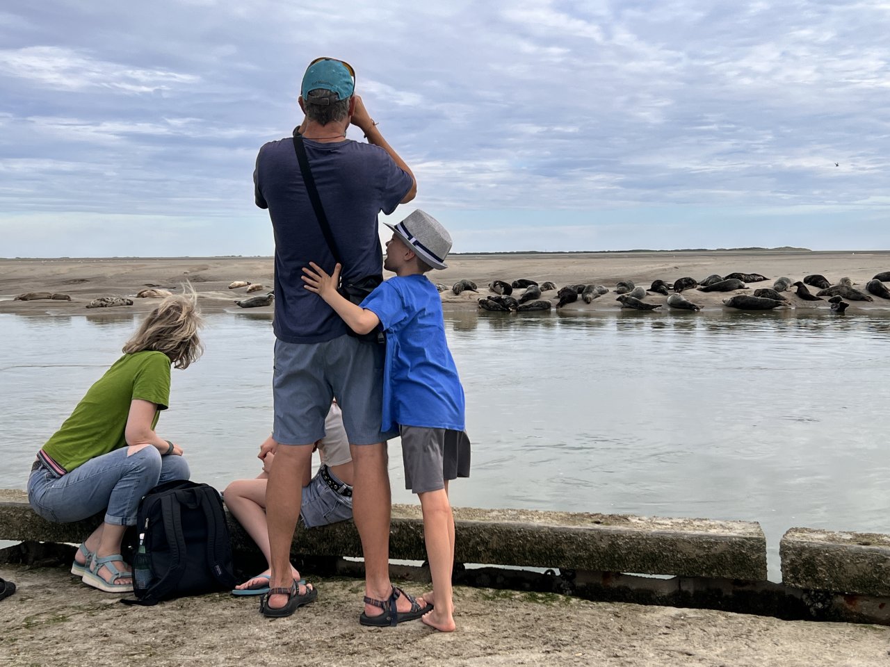 observation phoques famille