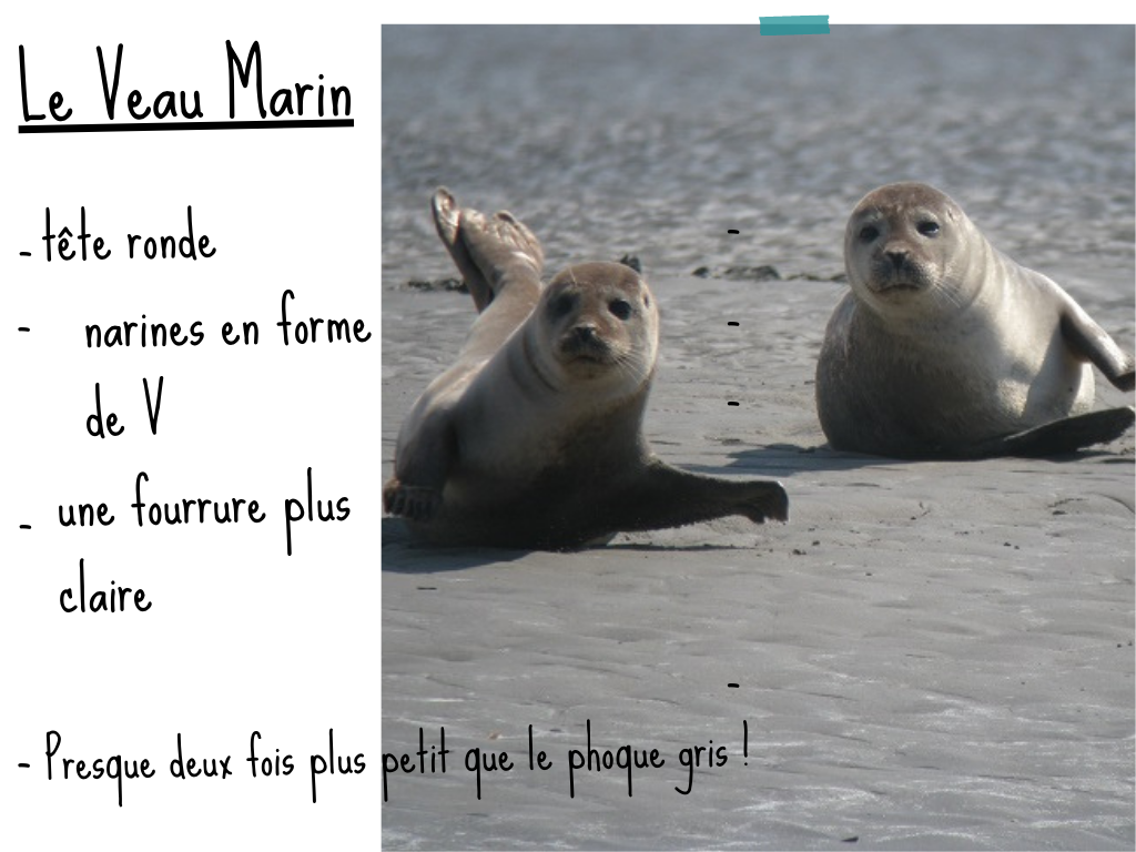 veau marin fiche