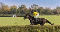 animal-pasture-horse-stallion-race-sports-1115955-pxhere.com.jpg