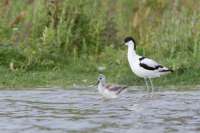 avocette-elegante-3.jpg