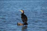 great-cormorant-5812293-960-720.jpg