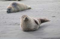 seal-5291546-960-720.jpg