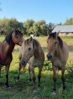camping-la-molliere-chevaux.jpg