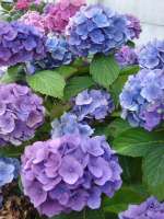 les-hortensias.jpg