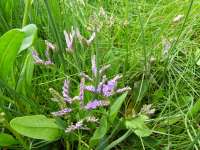 p1170669-lilas-de-mer.jpg